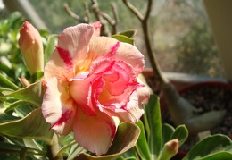 Adenium obesum cv   Thong Chompoo  1