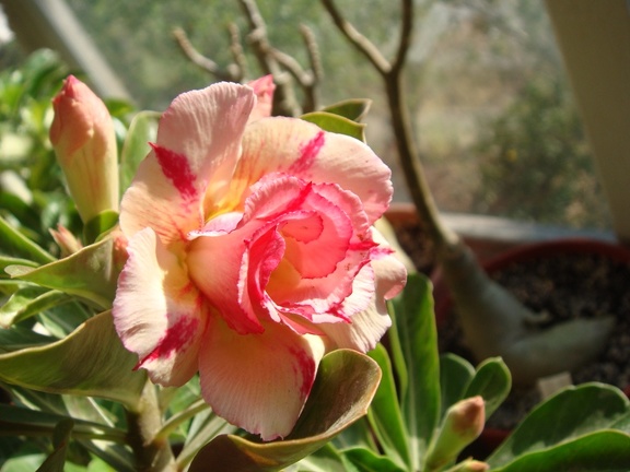 Adenium obesum cv   Thong Chompoo  1