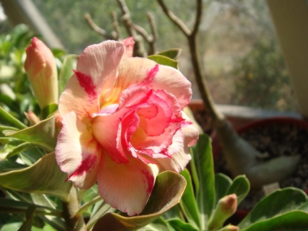 Adenium obesum cv   Thong Chompoo  1