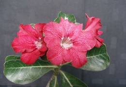 Adenium obesum pink1 Smeyko FG