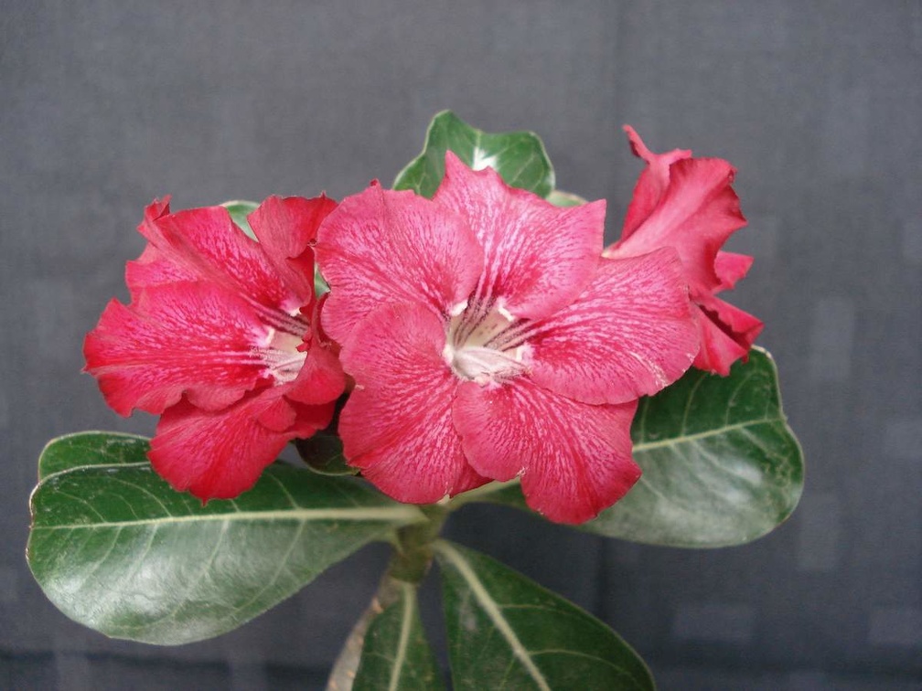 Adenium obesum pink1 Smeyko FG