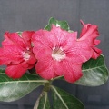 Adenium obesum pink1 Smeyko FG