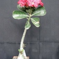 Adenium obesum pink Smeyko FG