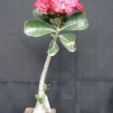 Adenium obesum pink Smeyko FG