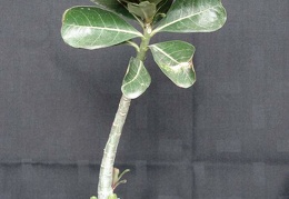 Adenium obesum pink Smeyko FG