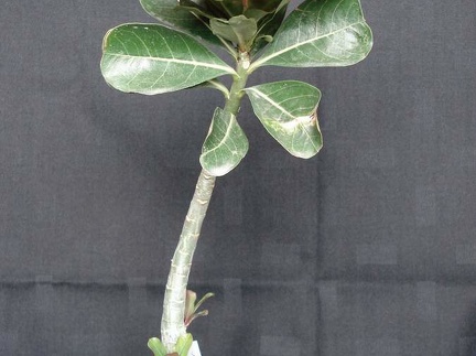 Adenium obesum pink Smeyko FG