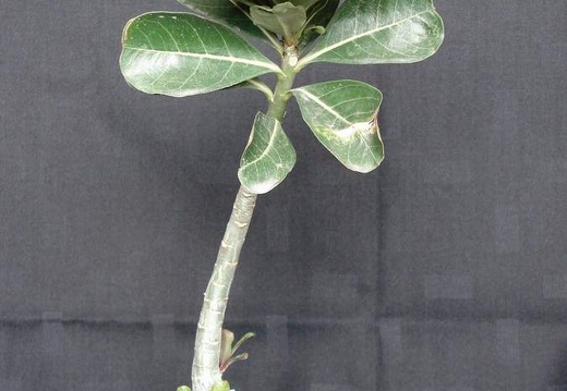 Adenium obesum pink Smeyko FG