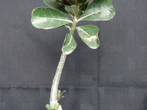 Adenium obesum pink Smeyko FG