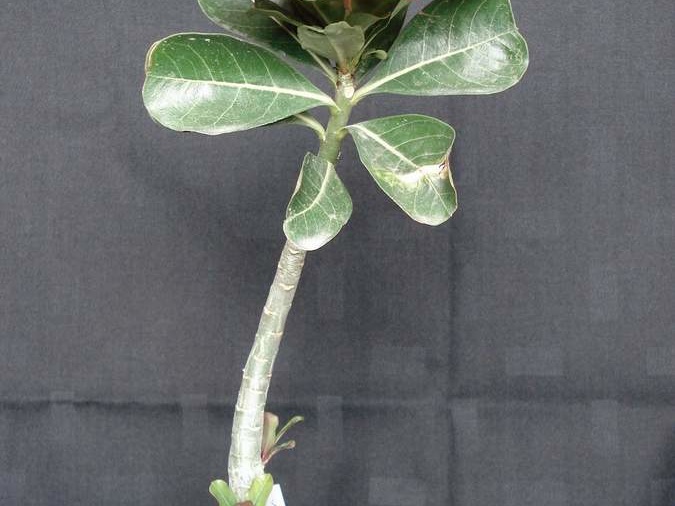 Adenium obesum pink Smeyko FG
