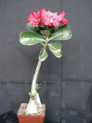 Adenium obesum pink Smeyko FG