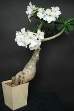 Adenium swazicum cv   SANO WHITE  ES3655 Smeyko FG 
