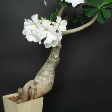 Adenium swazicum cv   SANO WHITE  ES3655 Smeyko FG 