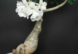Adenium swazicum cv   SANO WHITE  ES3655 Smeyko FG 