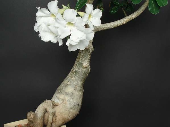 Adenium swazicum cv   SANO WHITE  ES3655 Smeyko FG 