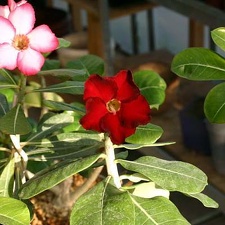 Adenium cv. 'Arrogant'