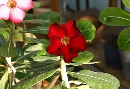 Adenium cv. 'Arrogant'