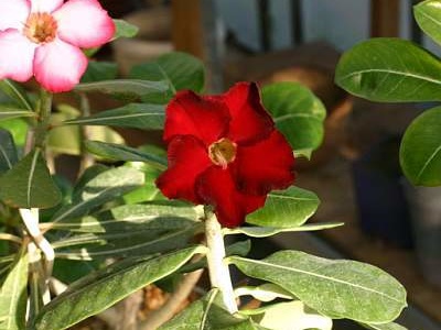 Adenium cv. 'Arrogant'