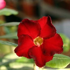 Adenium cv. 'Arrogant'