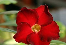 Adenium cv. 'Arrogant'