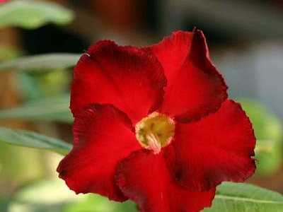 Adenium cv. 'Arrogant'