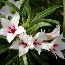 Adenium cv. 'Garden Of Falling Star' (Clone) (2692 відвідувань) Фото и растение Александра Митченко (Киев)
Adenium cv. 'Garden Of Falling Star' (Clone)