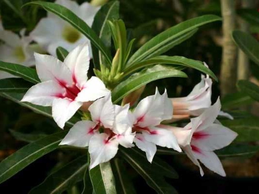 Adenium  cv. 'Garden Of Falling Star' (Clone)