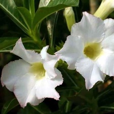 Adenium cv. 'Super Perfume'  (Clone)