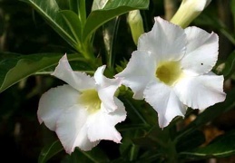 Adenium cv. 'Super Perfume'  (Clone)