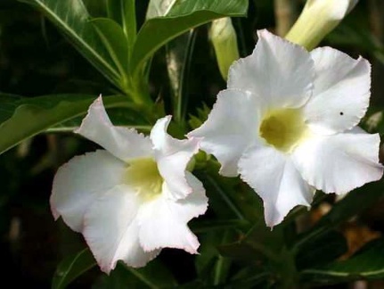 Adenium cv. 'Super Perfume'  (Clone)