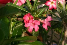 Clone of Dance Of Batterfly1