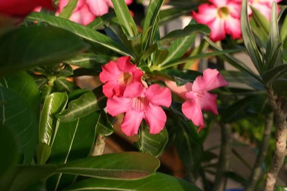 Clone of Dance Of Batterfly1