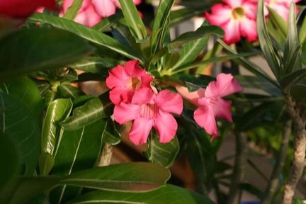 Clone of Dance Of Batterfly1