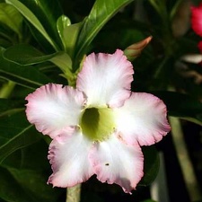 Adenium cv. 'Super Perfume'  (Clone)