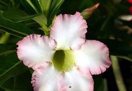Adenium cv. 'Super Perfume'  (Clone)