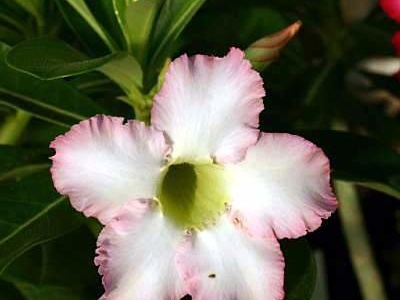 Adenium cv. 'Super Perfume'  (Clone)