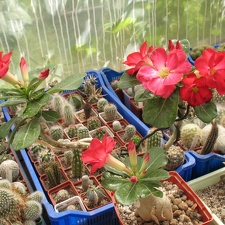         Adenium obesum cv   Dark Forest