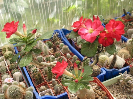         Adenium obesum cv   Dark Forest