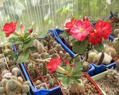         Adenium obesum cv   Dark Forest