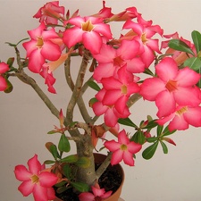 Adenium obesum