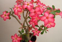 Adenium