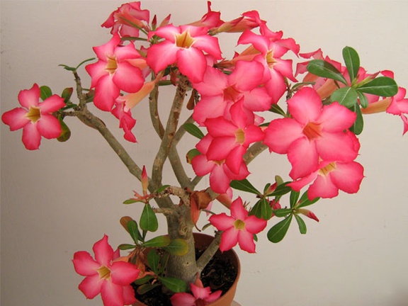 Adenium obesum (8352 відвідувань) Фото и растение Дениса Круподерова (Житомир)
Adenium obesum