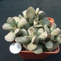 Adromischus cooperi