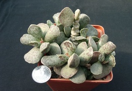 Adromischus cooperi