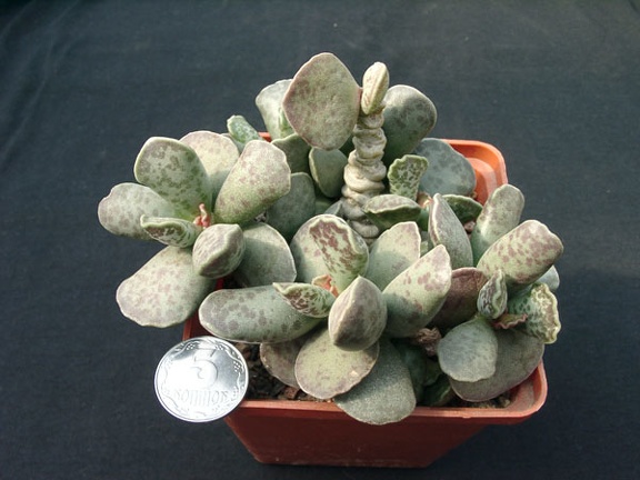 Adromischus cooperi