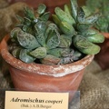 Adromischus cooperi 001