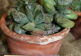 Adromischus cooperi 001