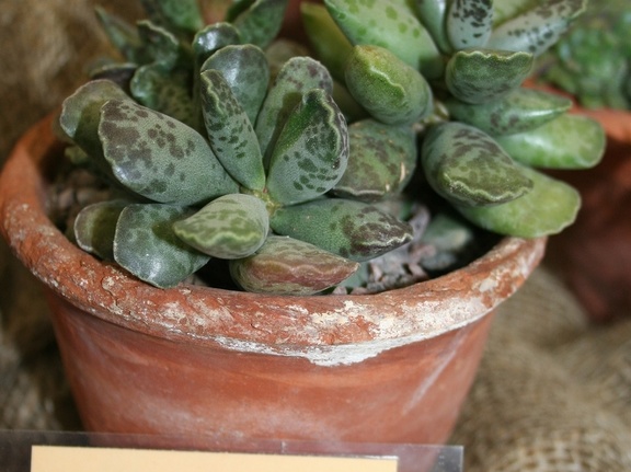Adromischus cooperi 001
