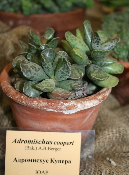 Adromischus_cooperi_001.JPG