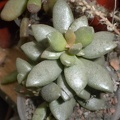 Adromischus cooperi 002