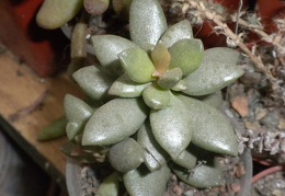 Adromischus cooperi 002